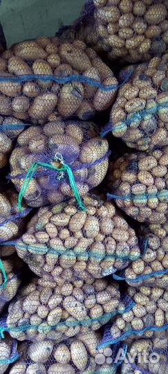 Картофель на корм