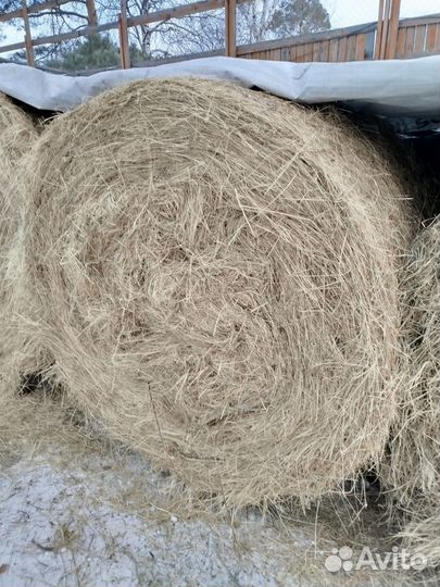 Продам сено в рулонах