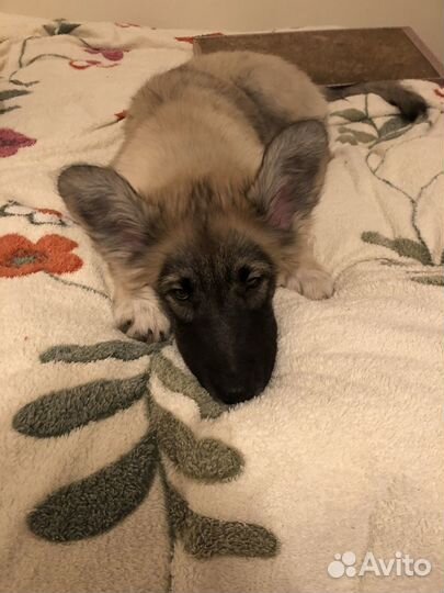 Щенок, девочка