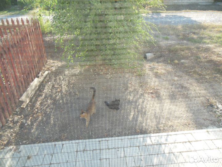 Кошечка в добрые руки