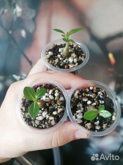 Адениум арабикум