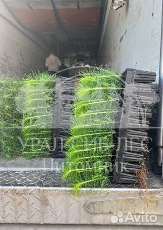 Зкс и окс Сосна Ель Лиственница сеянцы Голуб горн