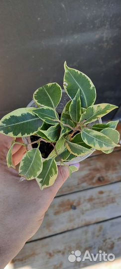 Фикус бенджамина