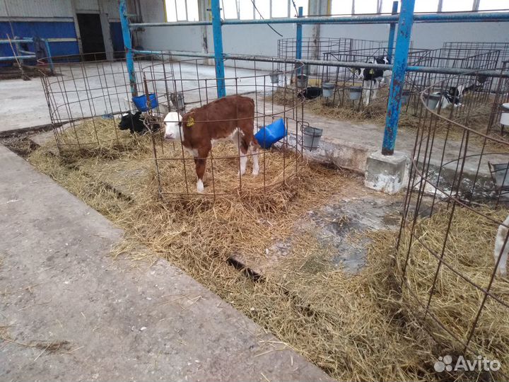 Телята бычки на откорм