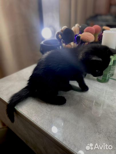 Котёнок шотландец