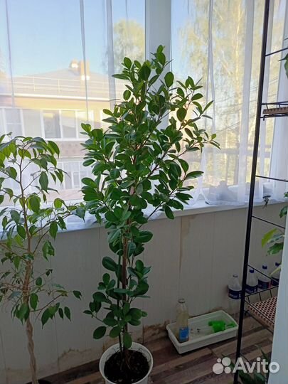 Фикус мокламе