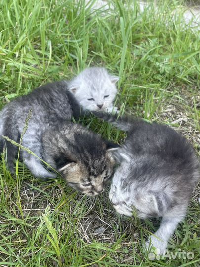 Котята