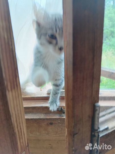 Котенок лечебный 2 мес. Родилась на Пасху