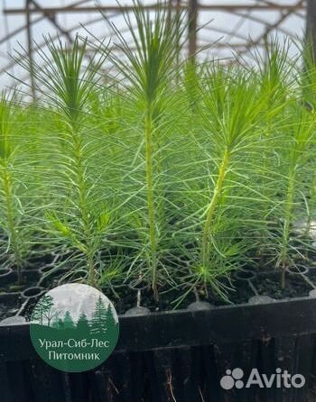 Сеянцы зкс Сосна окс Ель Лиственница Горная