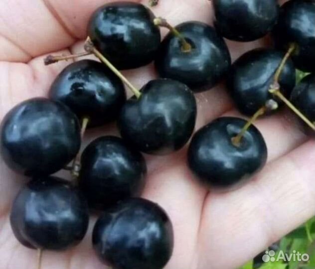 Саженцы вишни Бессея