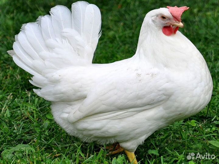 Принимаю заказы на цыплят леггорнов