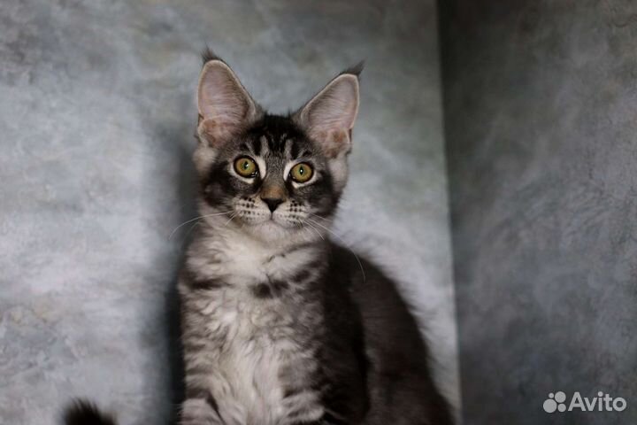 Мейн-кун супер котенок,крупный красивый 3 мес