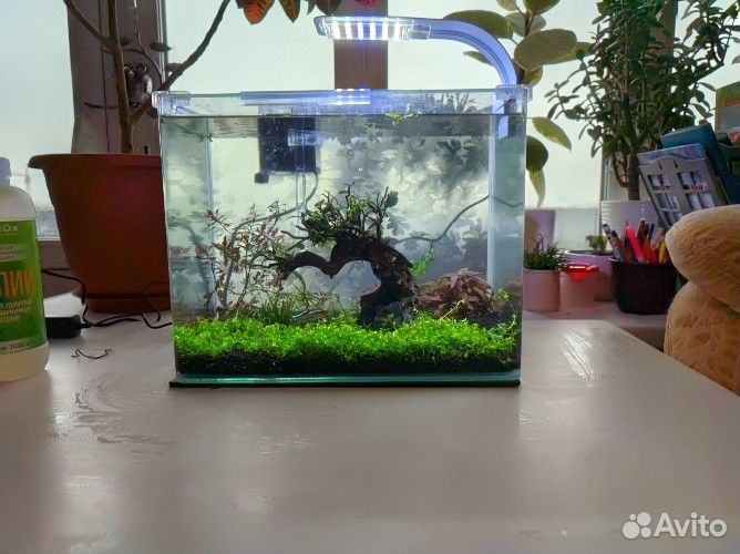 Аквариум для петушка, с живыми растениями
