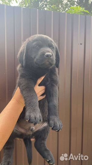 Щенки лабрадора