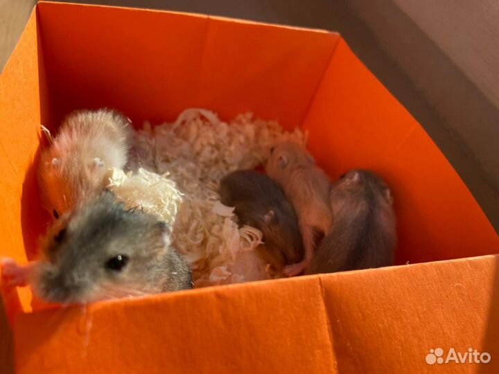 Красивущие 2-х недельные Джунгарские хомячки
