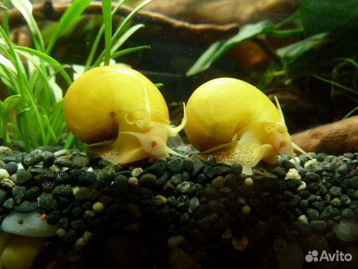 Улитки ампулярии