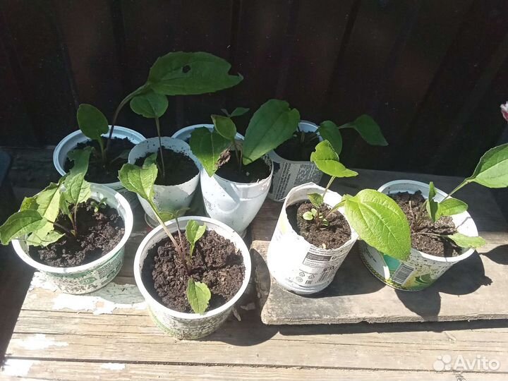 Эхинацея розовая