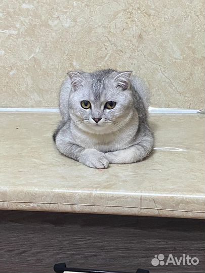 Британская шиншила