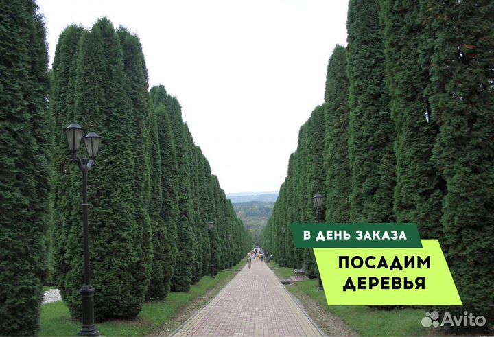 Туи в ассортименте: Колумна, Брабант, Смарагд