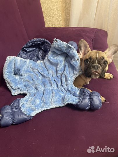 Зимний комбинезон для собак