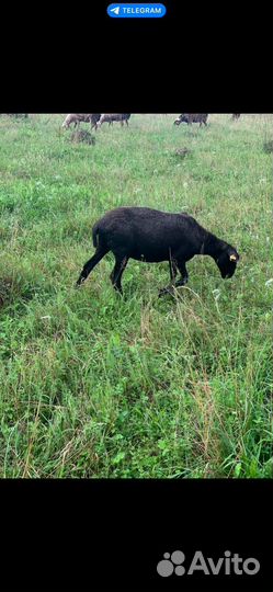 Продаем овец баранов и овце-маток 1000+ голов