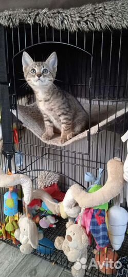 Chausie