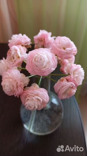 Пеларгония герань