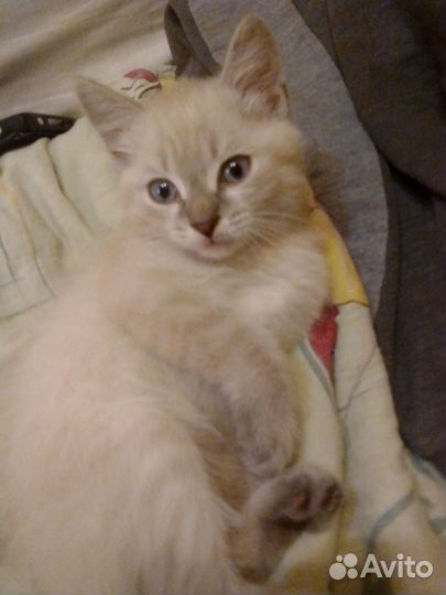 Котята