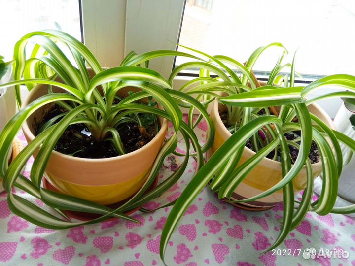 Хлорофитум и другие комнатные растения отдам