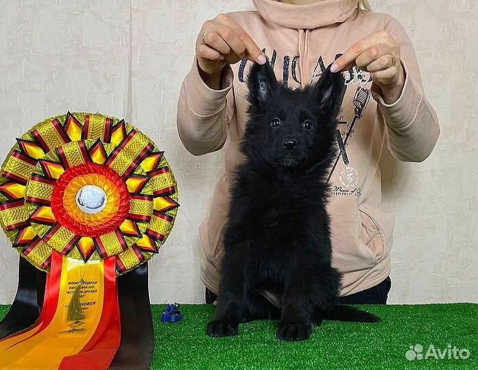 Шикарные мощные немцы чёрного и чепрачного окраса