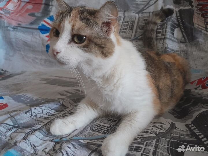 Отдам кошку