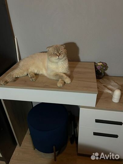 Скотиш страйт