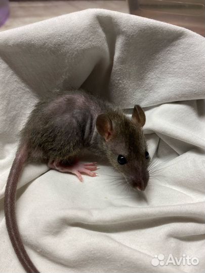 Крысята дамбо