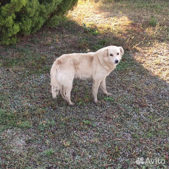 3 собаки в добрые руки