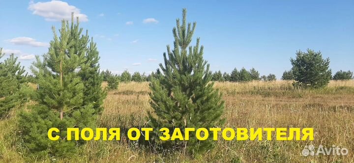 Сосны (елки) живые оптом