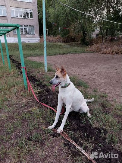 Фокстерьер