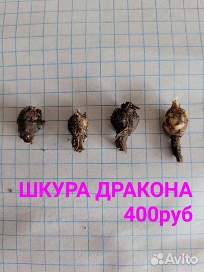 Клубни алоказий