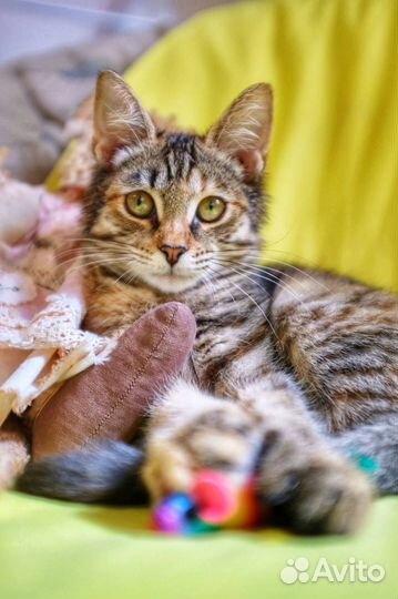 Красивые и ласковые котята в добрые руки