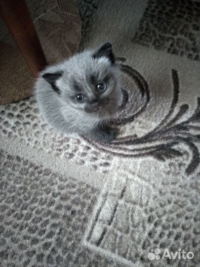 Британские котята