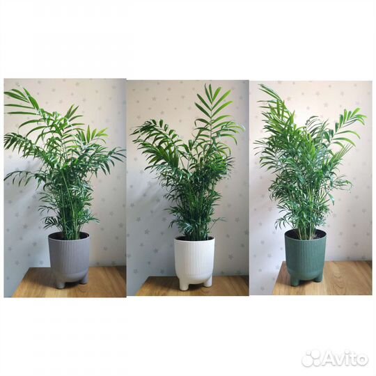 Пальма хамедорея