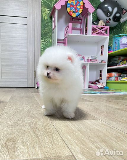 Мальчик и девочка промеранмкий шпиц