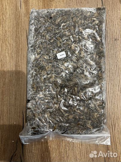 Сверчки домовые замороженные 1 кг