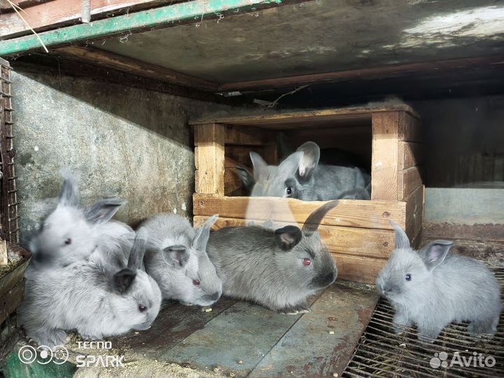 Кролики Советский мардер