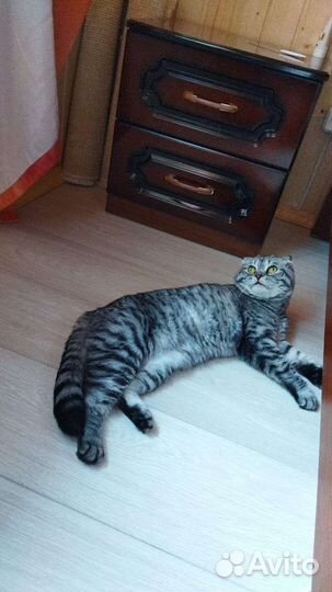 Отдам бесплатно кошку