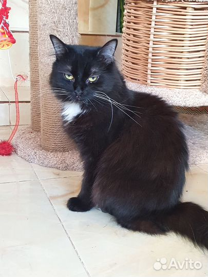 Умнейшая пушистая кошечка