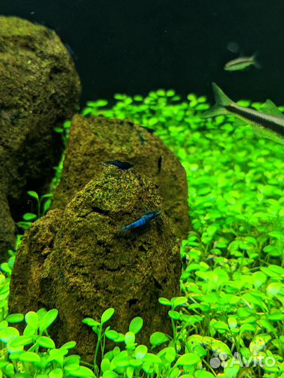 Лава вулканическая коричневая для аквариума