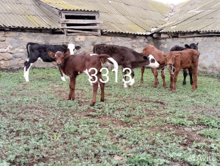 Коровы, телята