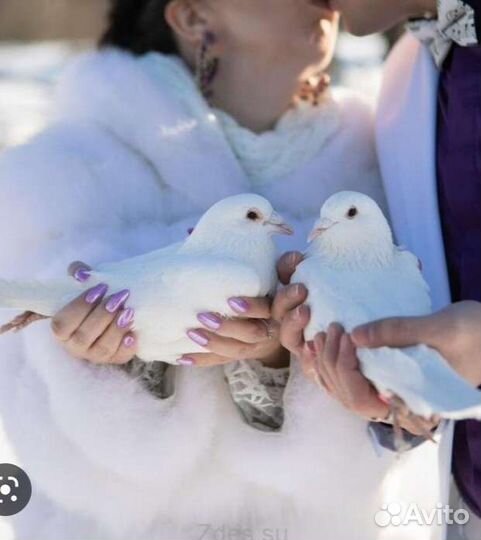 Голуби белые