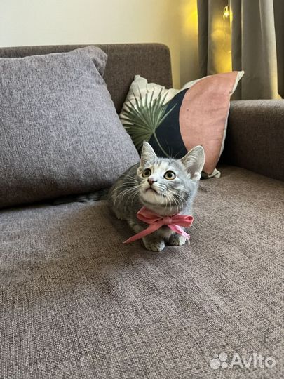 Котенок девочка бесплатно