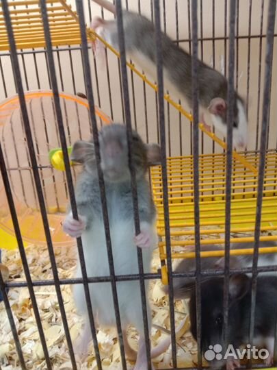 Крысята дамбо